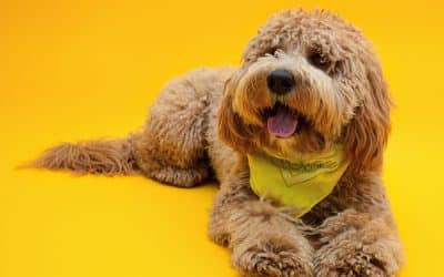 Ziggy au studio photo